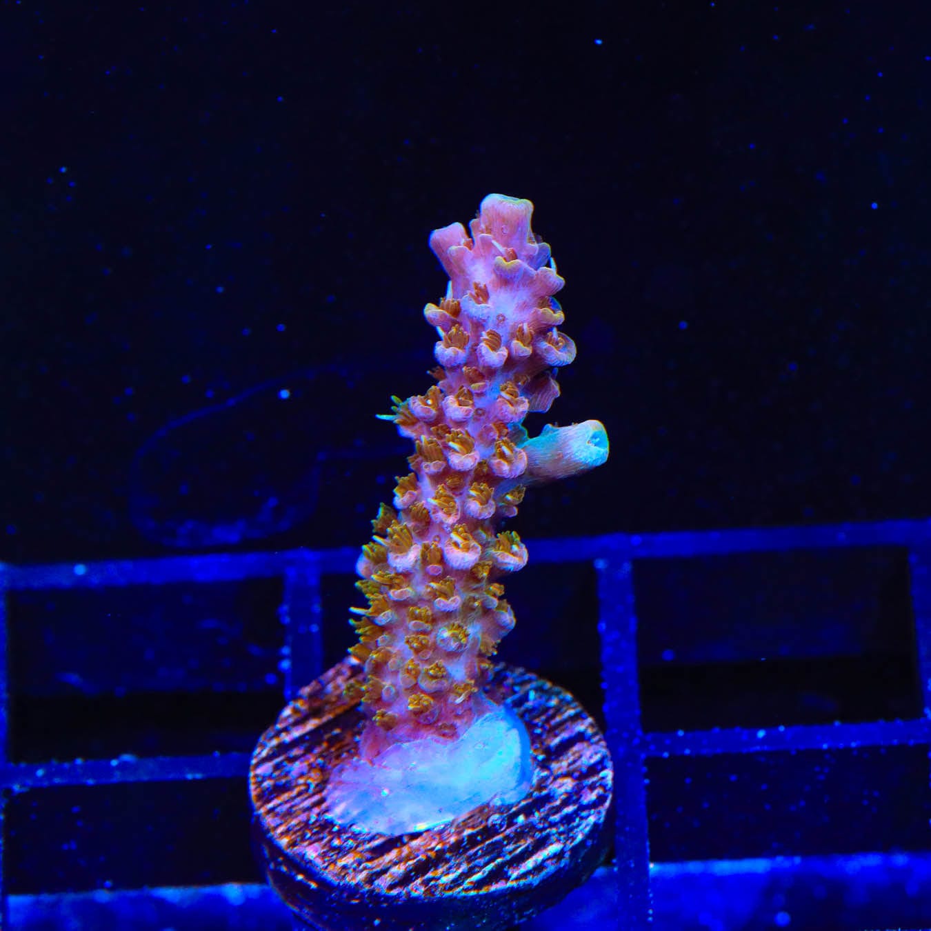 Premium CC Voodoo Majick Acropora Coral for Saltwater Aquariums - Vibrant Live Coral for Reef Tanks & Marine Aquascaping