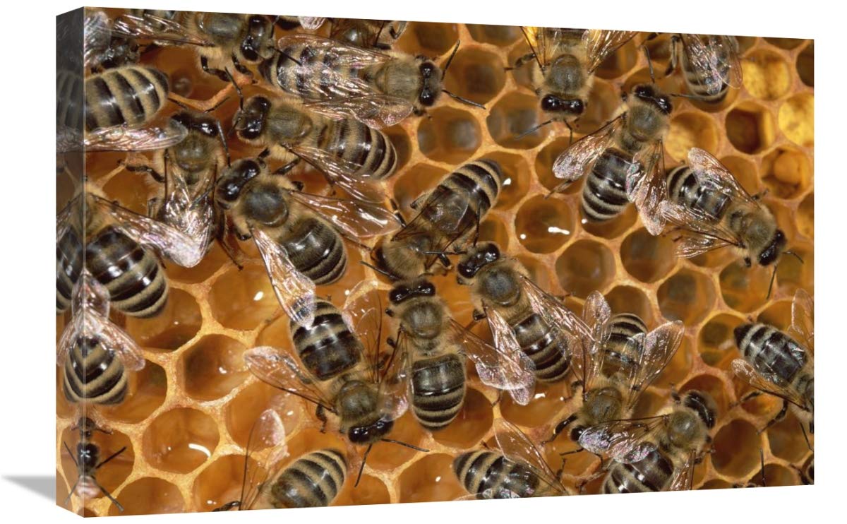 Global Gallery Honey Bee Colony on Honeycomb Canvas Art Print - 24x16 Inches - North America Wall Decor for Living Room, Bedroom & Office