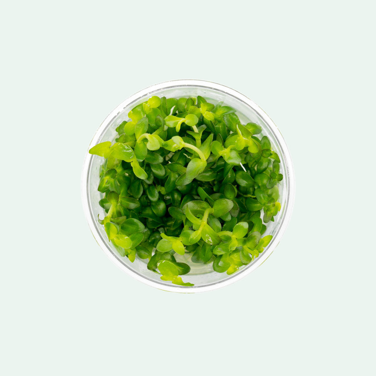 Bacopa Amplexicaulis Aquatic Plant for Aquariums & Ponds | Live Freshwater Plant for Fish Tanks | Perfect for Aquascaping & Natural Habitat Setup