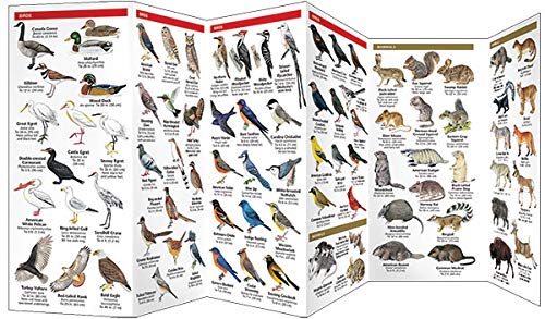 Oklahoma Wildlife Guide: Folding Pocket Book for Familiar Animals Identification & Nature Observation in North America - Perfect for Hiking, Camping & Outdoor Adventures