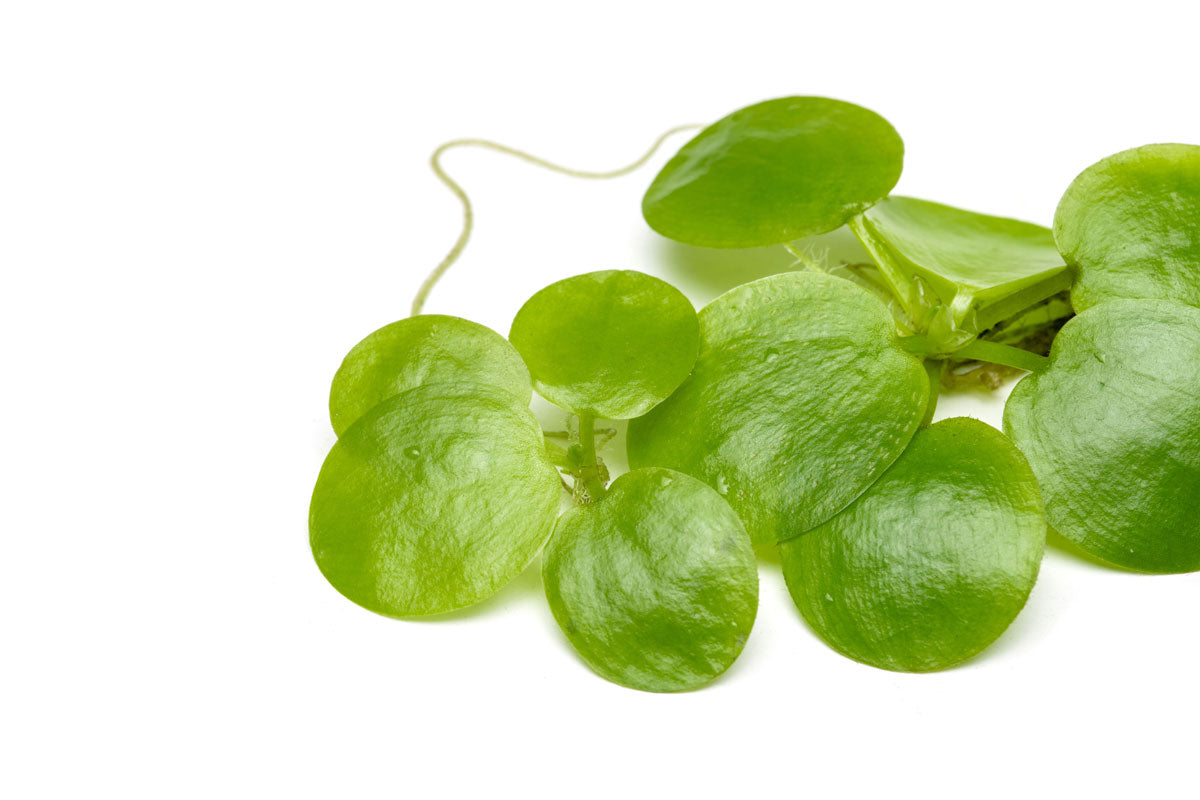 Limnobium Laevigatum (Amazon Frogbit) Floating Aquatic Plants for Ponds & Aquariums - Perfect for Water Gardens, Fish Tanks, and Natural Filtration