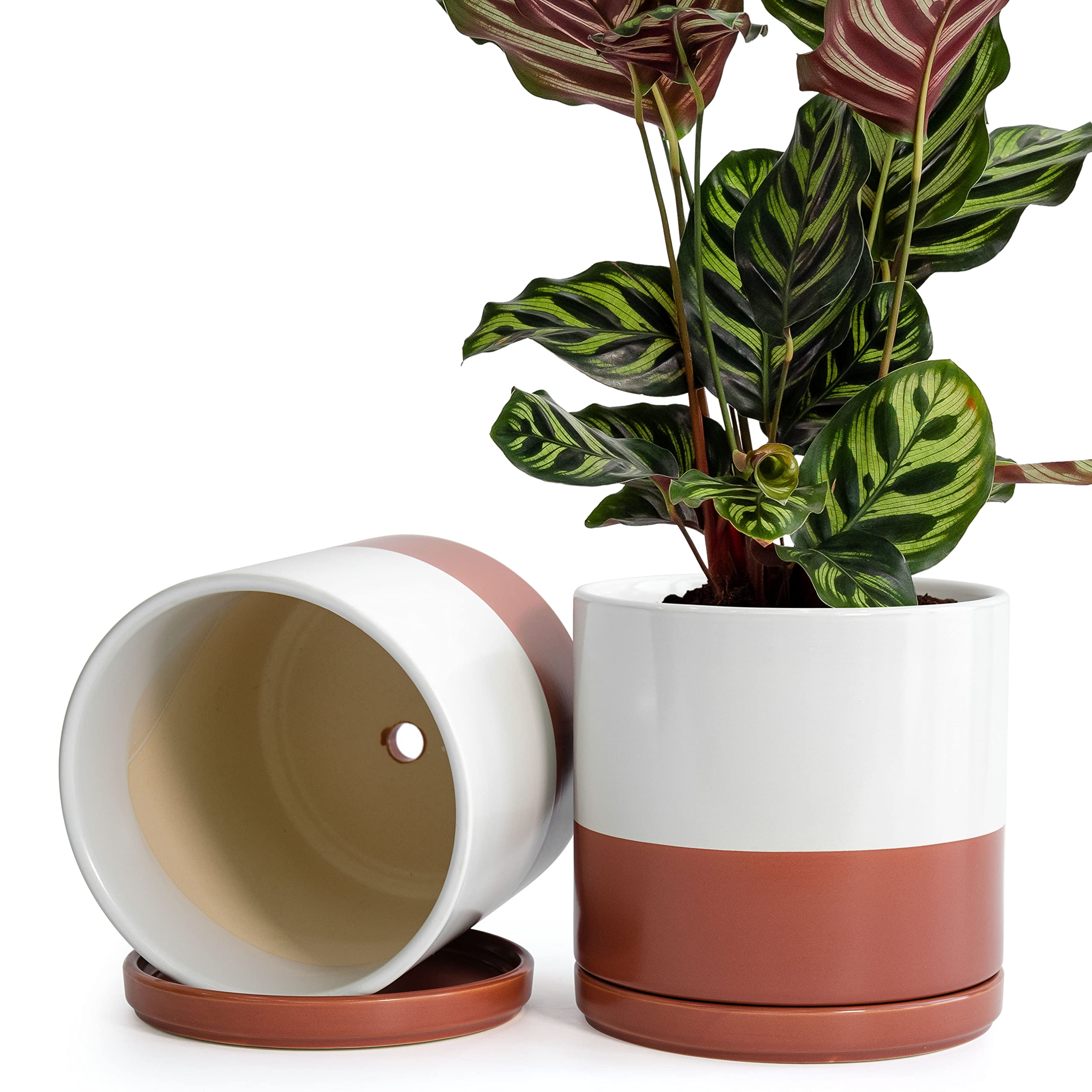 D'vine Dev Set of 2 - 8 Inch Ceramic Plant Pots with Drainage Hole & Saucer - White & Terracotta Flower Planters for Indoor/Outdoor Plants - Perfect for Home Decor, Office, Garden, and Patio