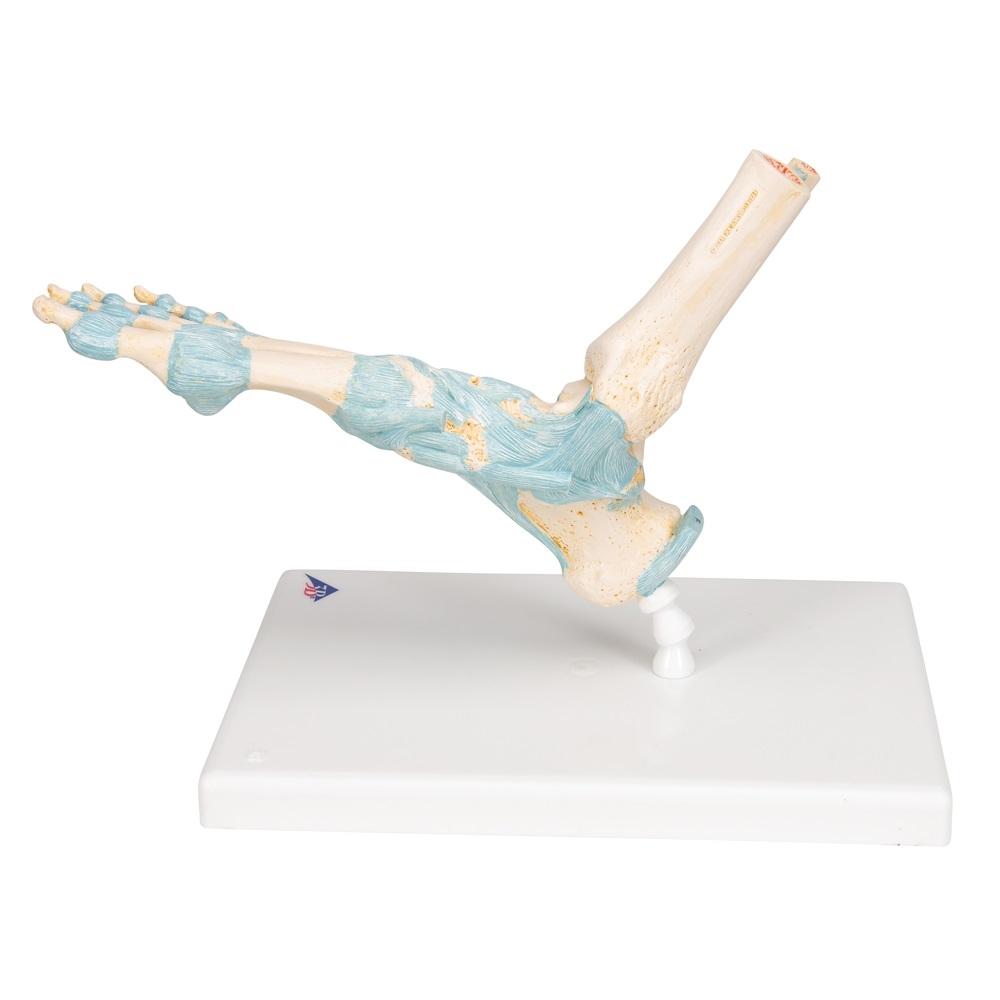 Human Foot Skeleton Model with Ligaments - Anatomical Study Tool for Medical Students, Doctors & Physical Therapists - Perfect for Classroom, Clinic & Home Study
