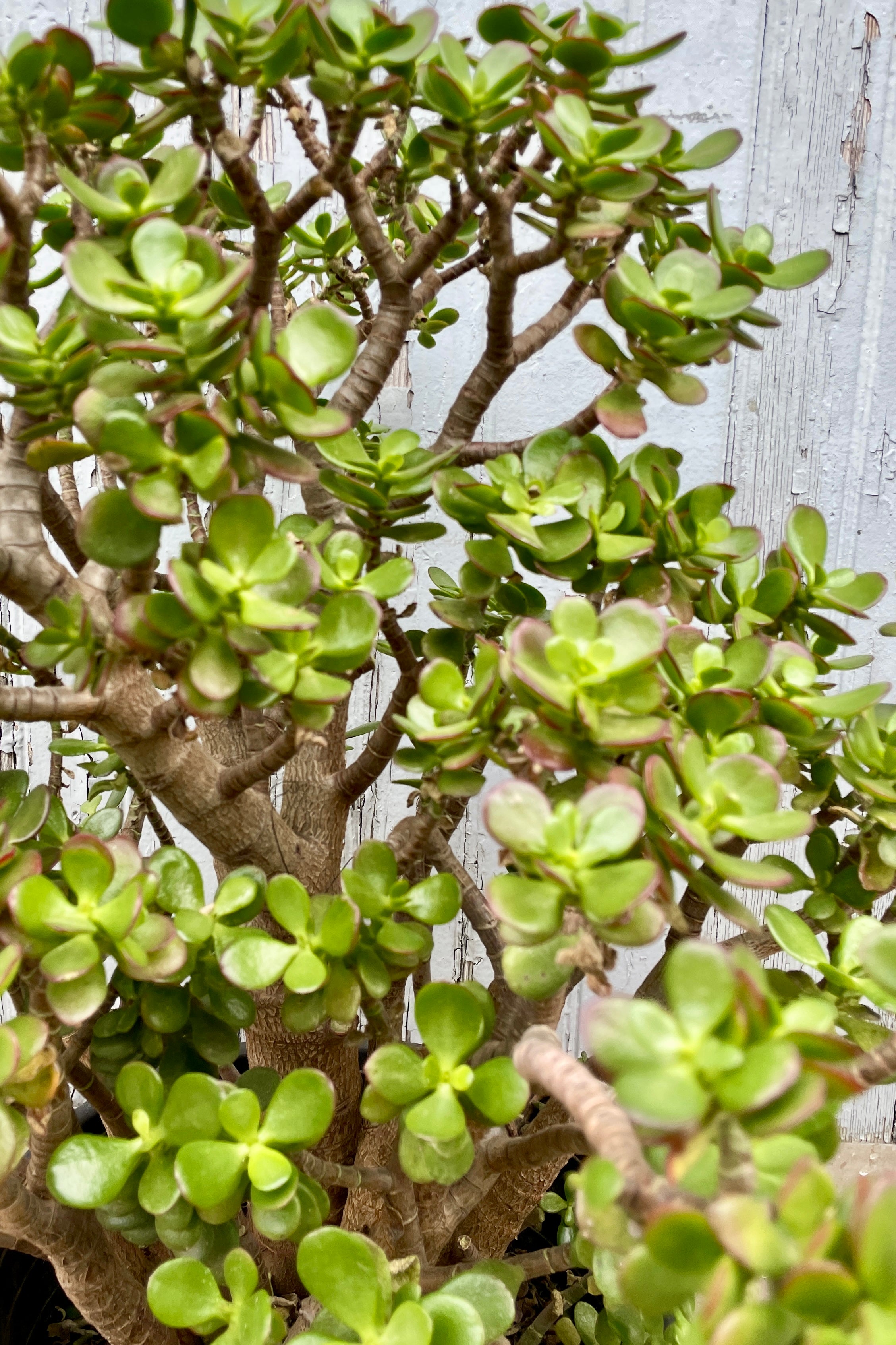 Crassula ovata 'Crosby' - Jade Plant Succulent in 5-Inch Pot | Perfect for Home Decor, Office Desk, and Indoor Gardening Gifts