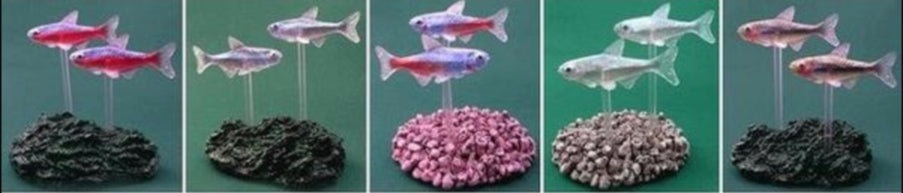 Bandai DG Digital Grade Tropical Fish Gashapon - 5-Piece Collectible Trading Figure Set for Aquarium Lovers & Anime Fans | Perfect for Home Decor, Office Display & Gift Giving