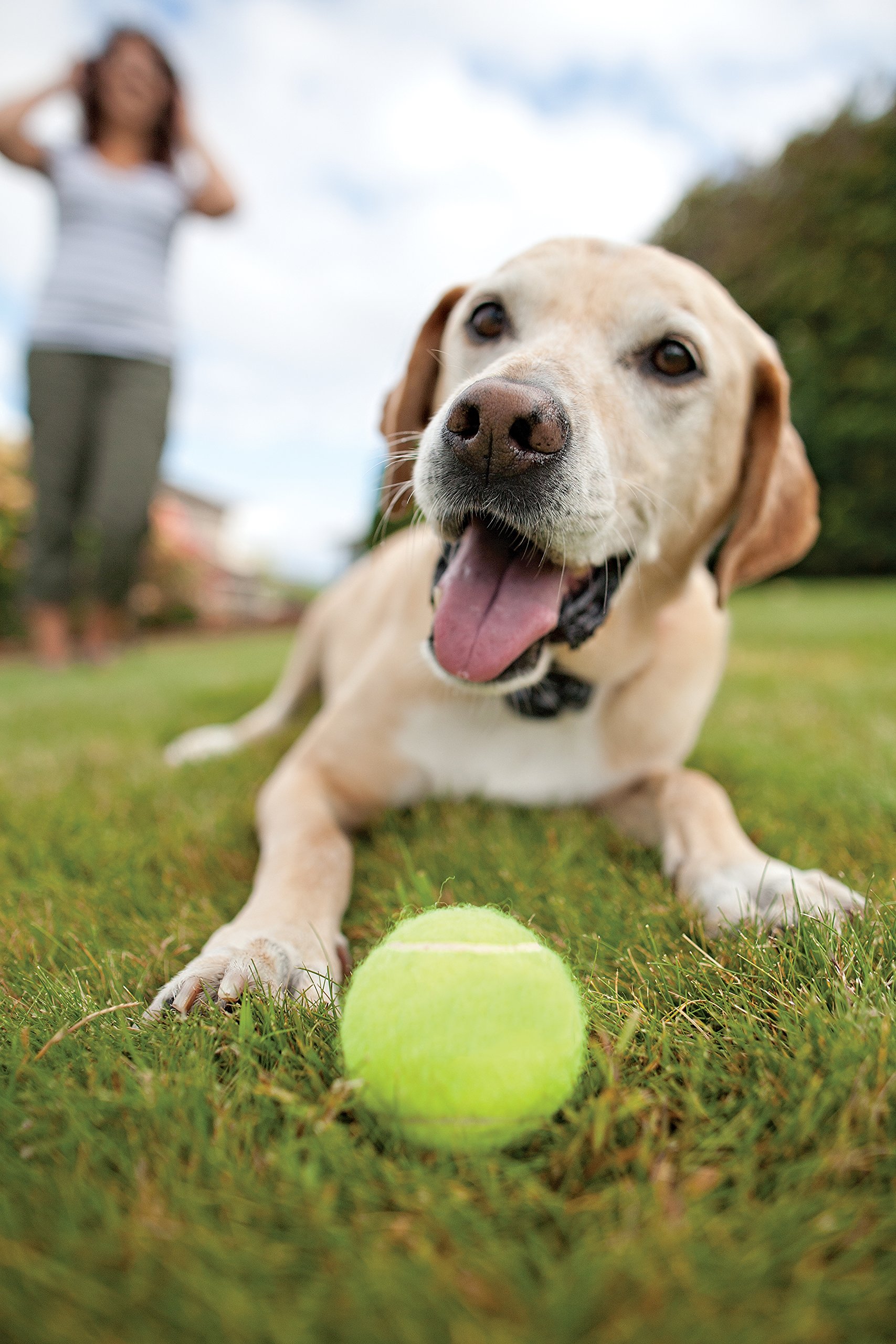 PetSafe In-Ground Dog Fence System - Wireless Pet Containment Solution for Dogs | Perfect for Large Yards & Outdoor Pet Safety