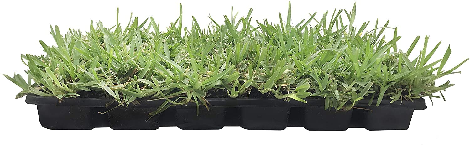 St. Augustine 'Floratam' 3 Inch Sod Plugs - 54 Extra Large Live Grass Plugs - Drought, Salt & Shade Tolerant Turf Grass for Lawns, Landscaping & Coastal Areas