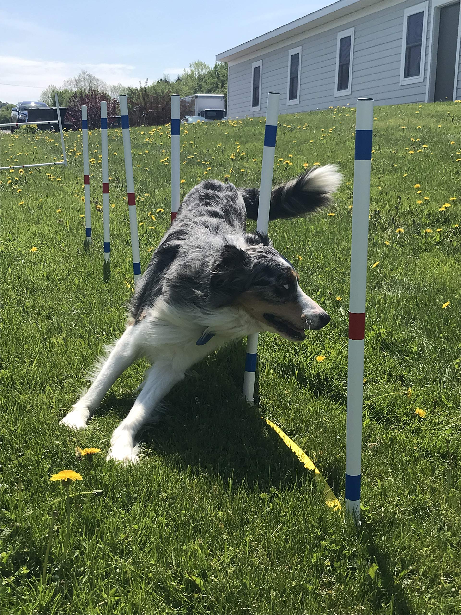 12-Piece Dog Agility Training Weave Pole Set - Professional Obstacle Course Equipment for Small & Large Dogs - Perfect for Backyard Training & Competition Practice