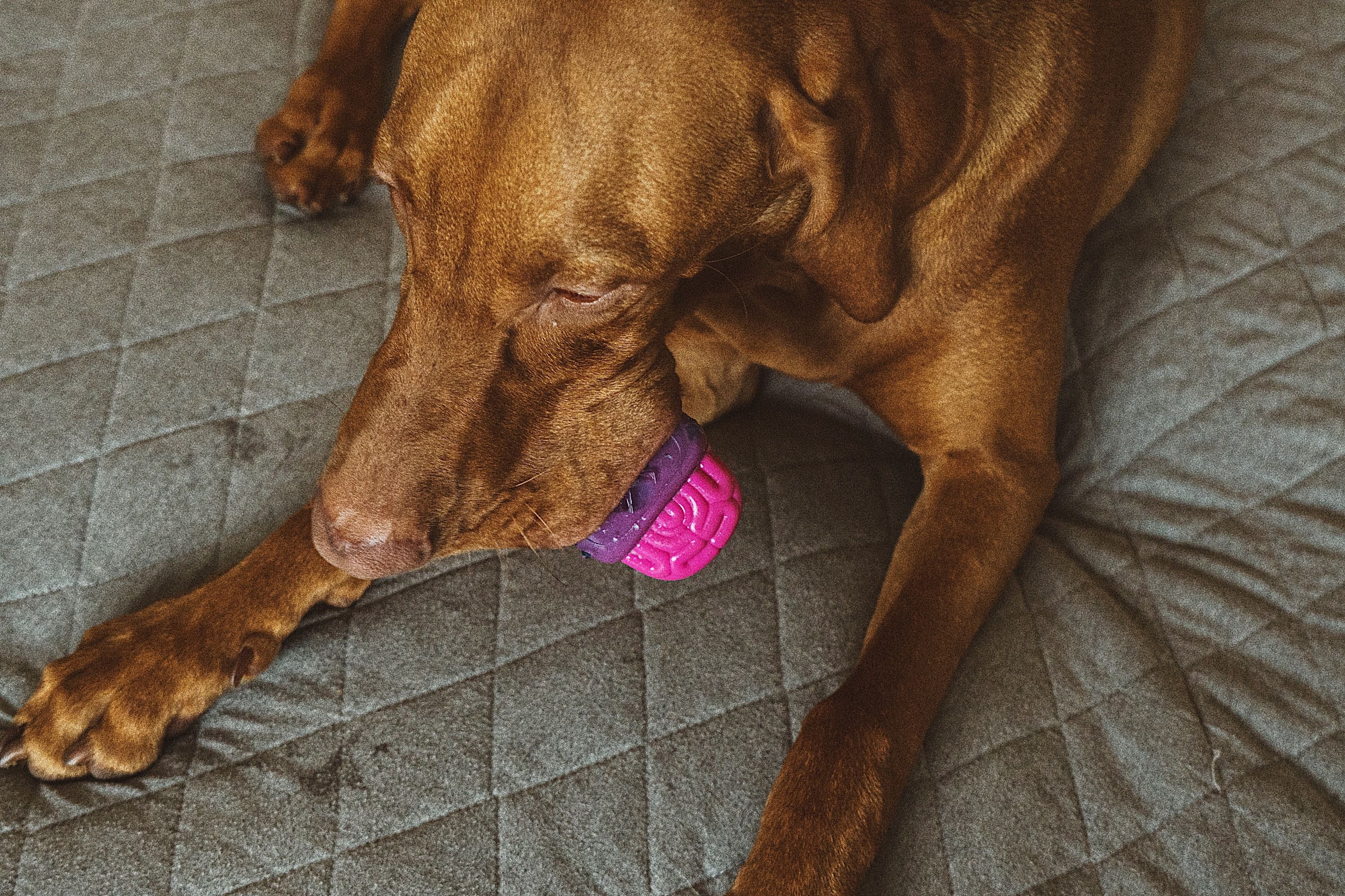 Brain Dead Textured Chew Toy for Dogs - Dual Texture Bacon Flavor Puppy Teething Toy for Small & Large Breeds - Perfect for Puppy Teething, Anxiety Relief & Playtime