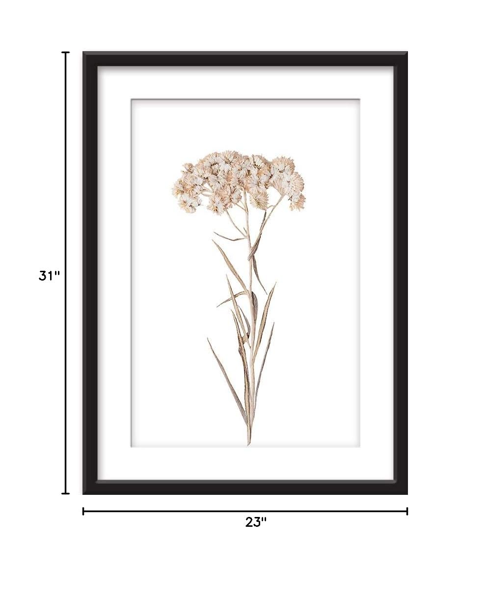 Wall26 - Framed Botanical Wall Art - White Dried Flower Specimen Giclee Print in Black Picture Frame with White Mat - 23x31 Inches - Perfect for Living Room, Bedroom & Office Decor