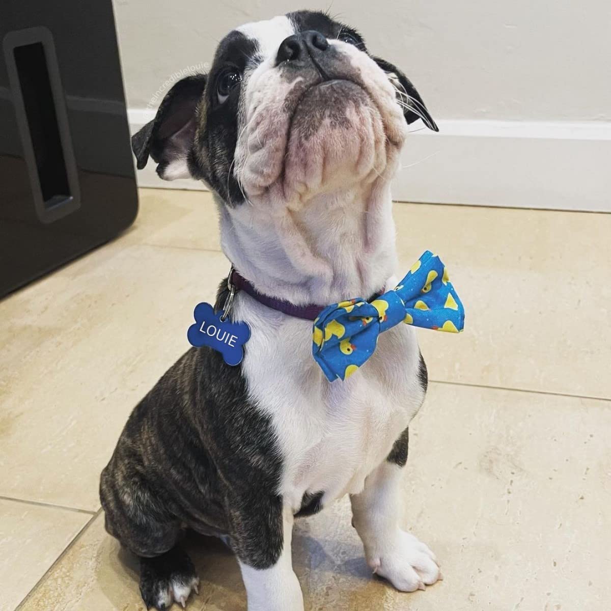 Huxley & Kent Easter Spring Bow Tie for Dogs & Cats - Lucky Ducky Large Pet Bow Tie Collar Attachment | Cute, Comfortable & Durable Dog Cat Bowtie | Perfect for Easter Photos, Spring Parties & Pet Costume Events