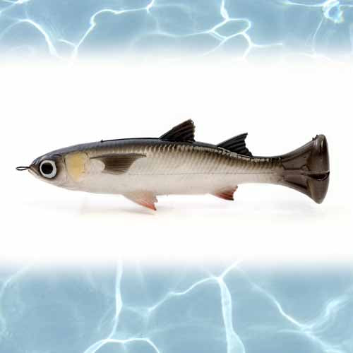 WHITE MULLET