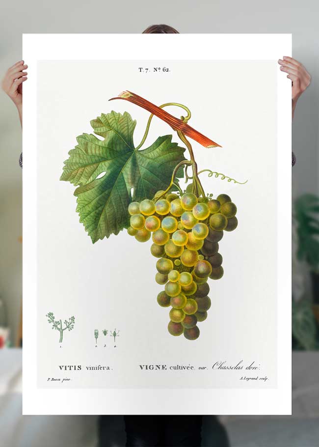 Vintage Antique Grape Fruit Print Wall Art - Classic Home Decor for Kitchen, Dining Room, and Farmhouse Style