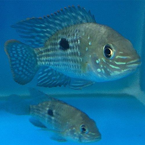 Green Terror Cichlid (Aequidens Rivulatus) - 2-3 Inch Live Tropical Fish for Aquarium - Perfect for Freshwater Tanks & Cichlid Enthusiasts