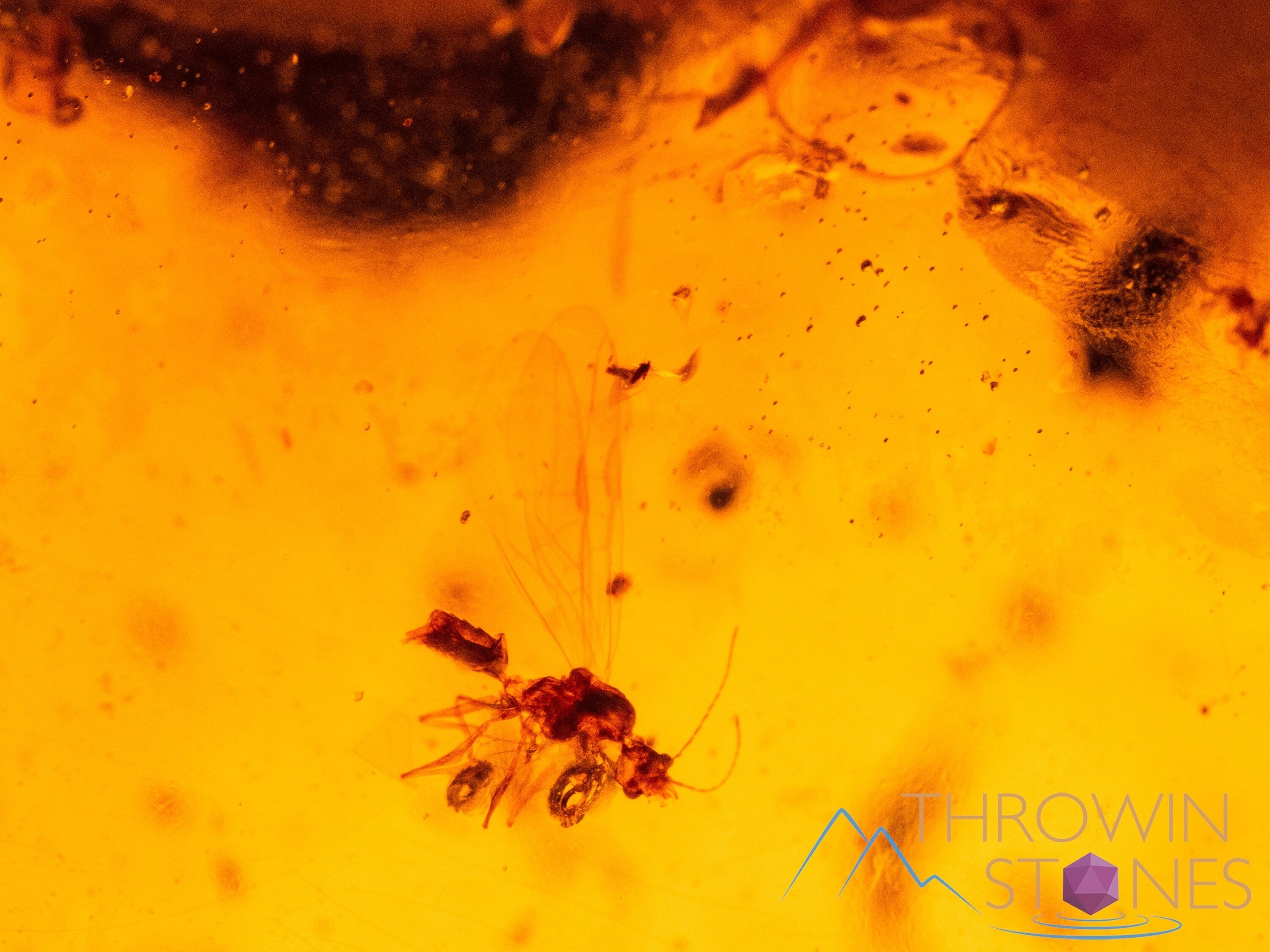 Natural Amber Stone with Insect Inclusion - Genuine Fossilized Tumbled Crystals for Healing & Collection | Perfect for Jewelry Making, Meditation & Home Decor