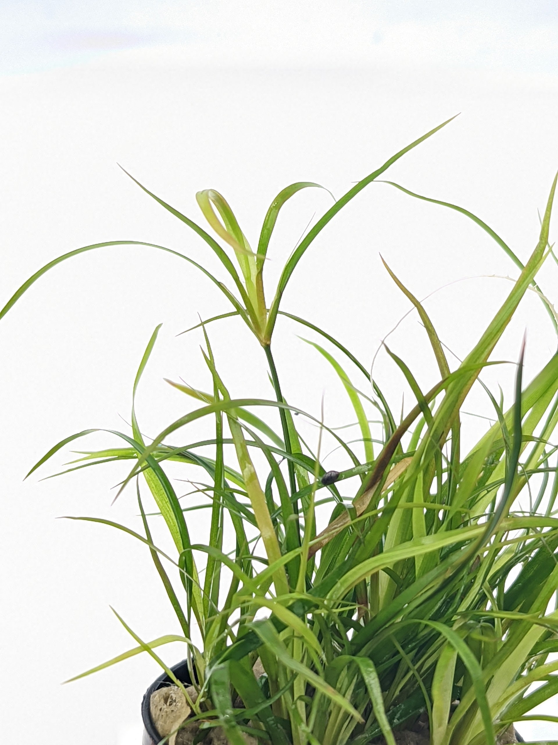TCulture Juncus Repens Live Aquatic Plant for Aquarium - Freshwater Fish Tank Decor, Perfect for Aquascaping & Shrimp Tanks