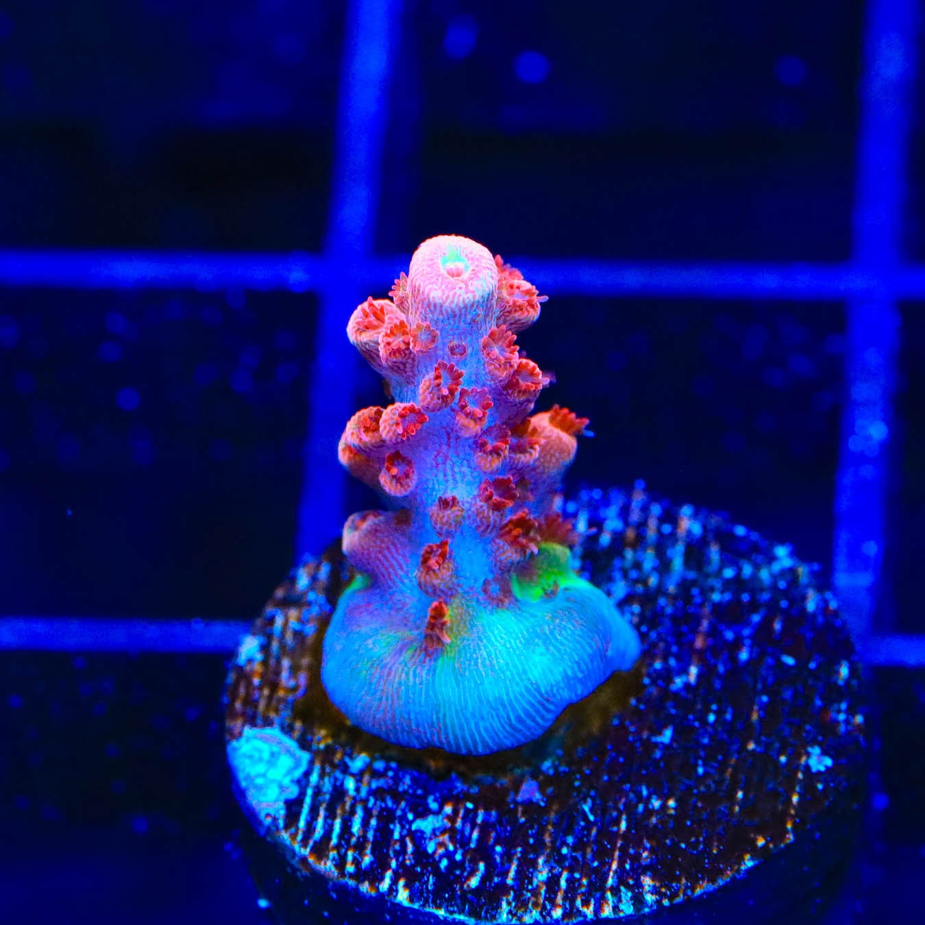 CB Maleficent Acropora Coral - Premium Saltwater Aquarium Coral for Reef Tanks | Perfect for Marine Aquascaping and Coral Propagation