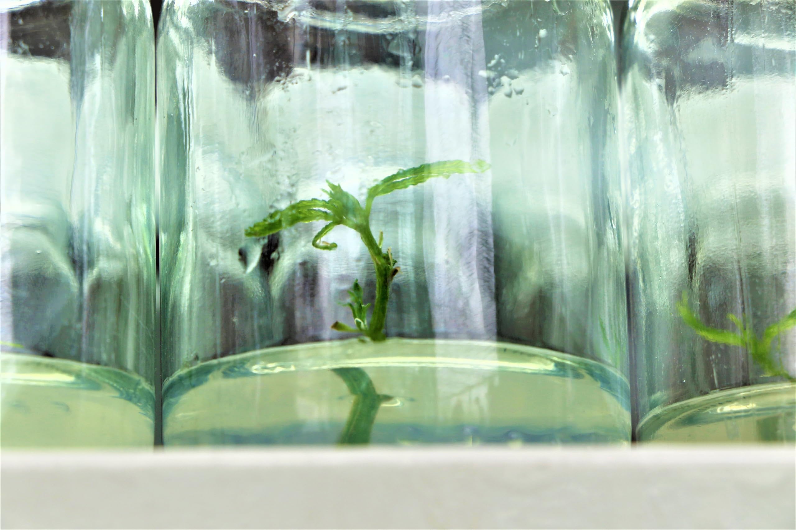 Premium Cannabis Cloning Tissue Culture Kit - Complete Set with Guide, Growth Media, Sterile Containers & Tools for Home Growers & Hydroponics Enthusiasts | Perfect for Indoor Gardening, Plant Propagation & DIY Cloning Projects