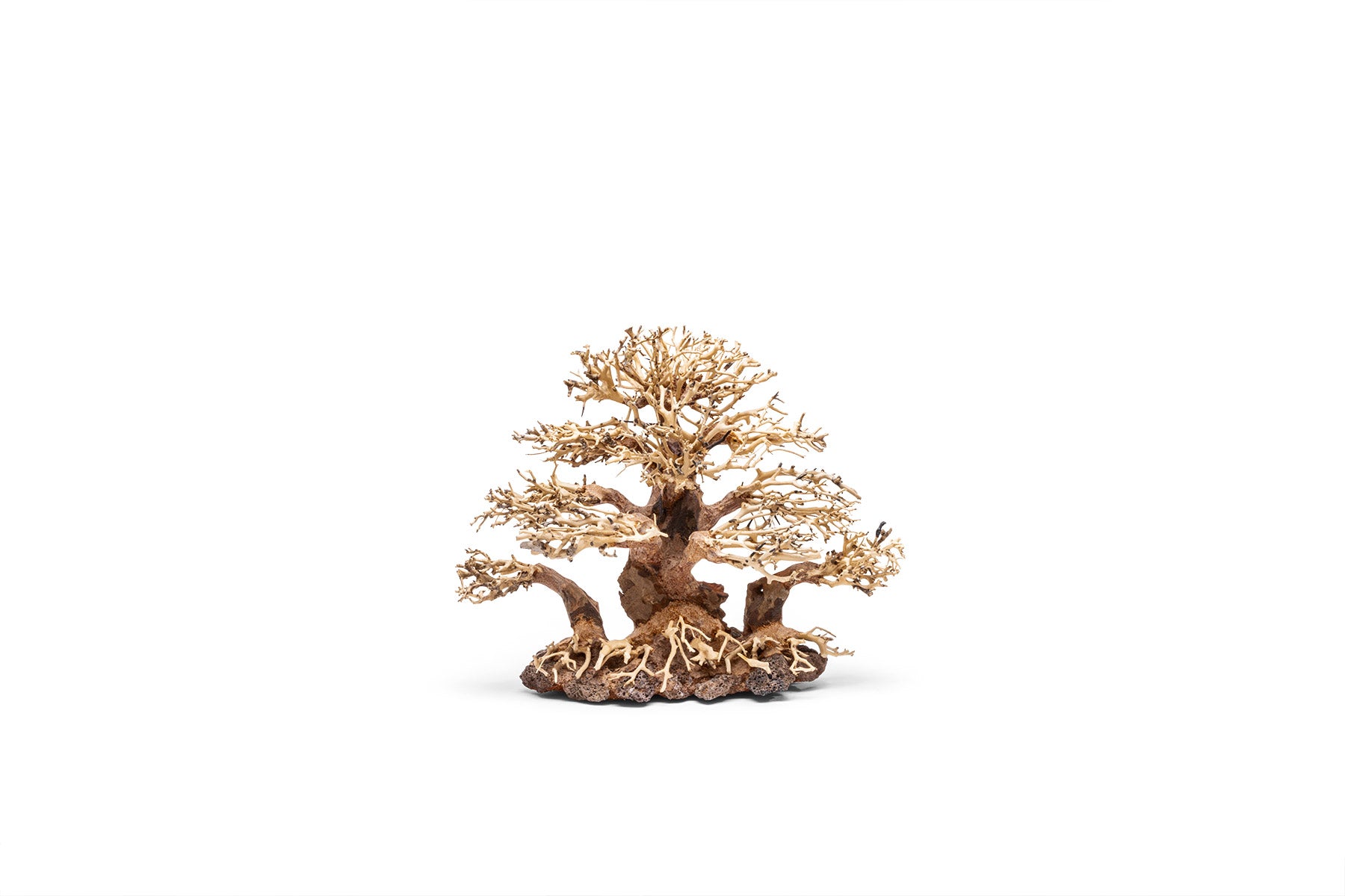 UNS Bonsai 004 - Premium Mini Bonsai Tree Kit for Home & Office Decor | Perfect Gift for Plant Lovers, Zen Garden Enthusiasts & Indoor Gardening