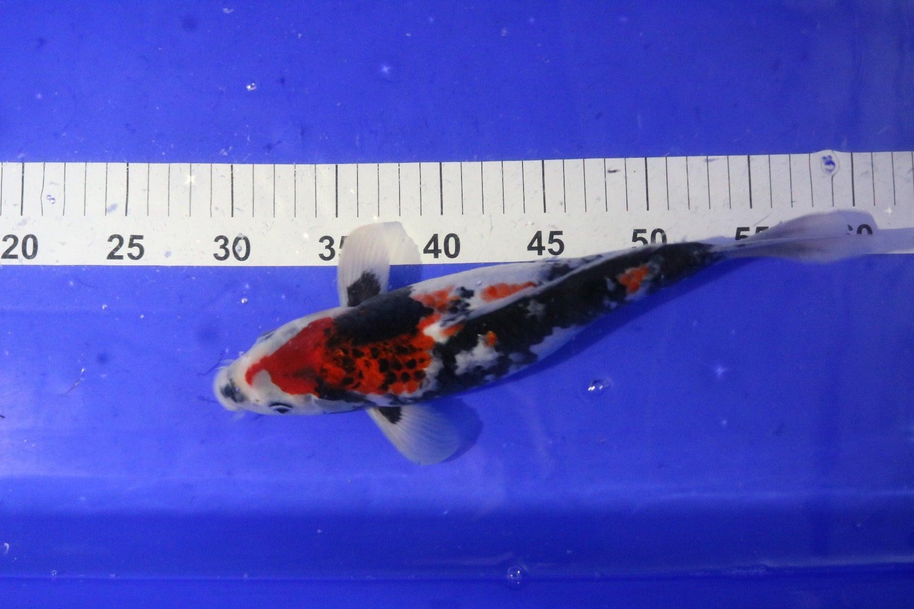 Premium Sanke 10-12 Inch Koi Fish for Sale | High-Quality Japanese Koi Carp | Perfect for Ponds, Aquariums & Water Gardens