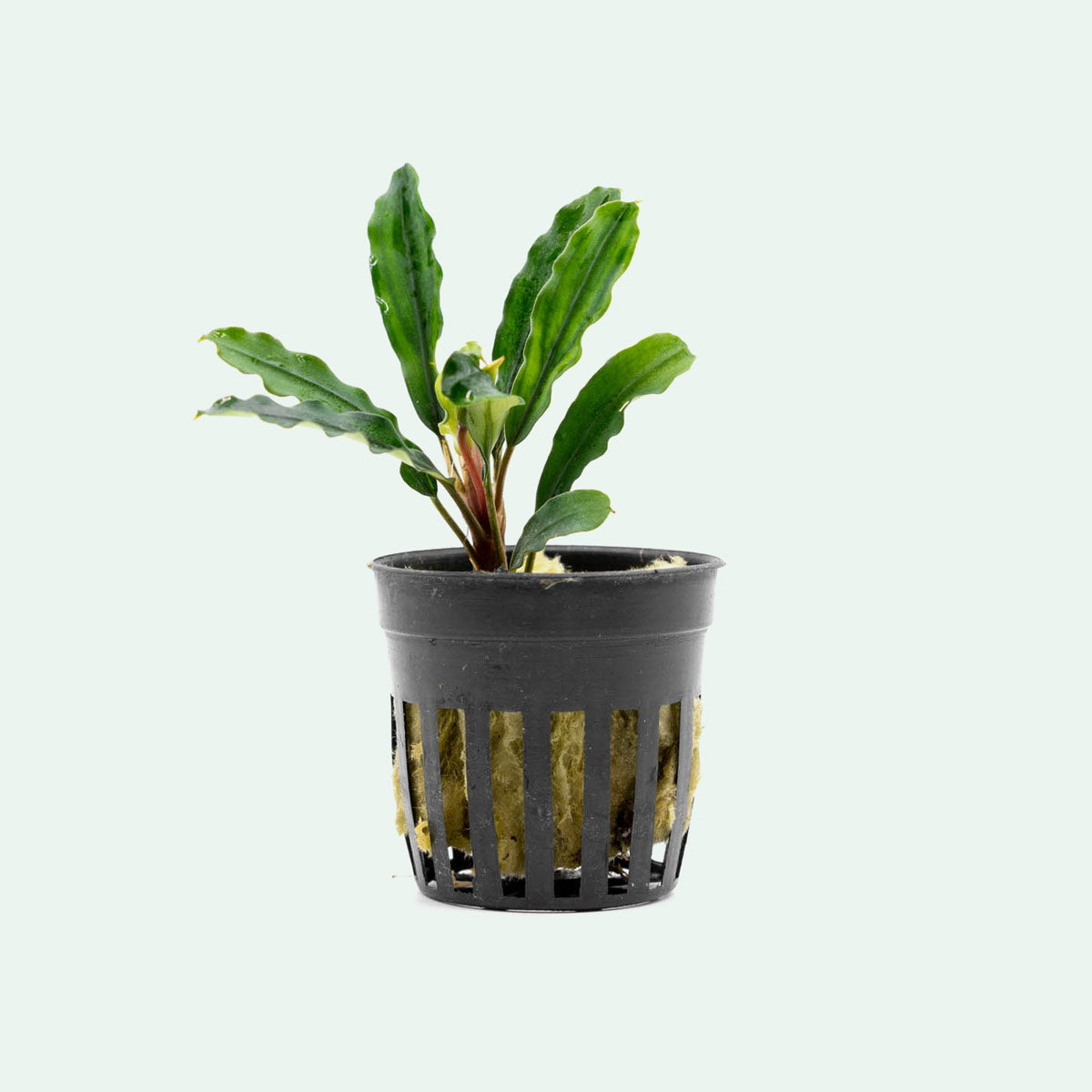 Bucephalandra Kedagang Green Live Aquarium Plant for Freshwater Fish Tanks - Perfect for Aquascaping and Shrimp Tanks