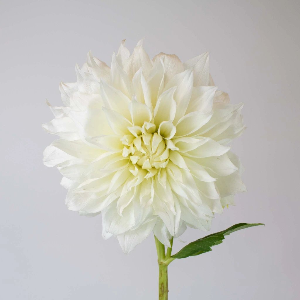 Elegant White Dinner Plates with Dahlia Floral Design - Perfect for Weddings, Bridal Showers & Fine Dining Tableware