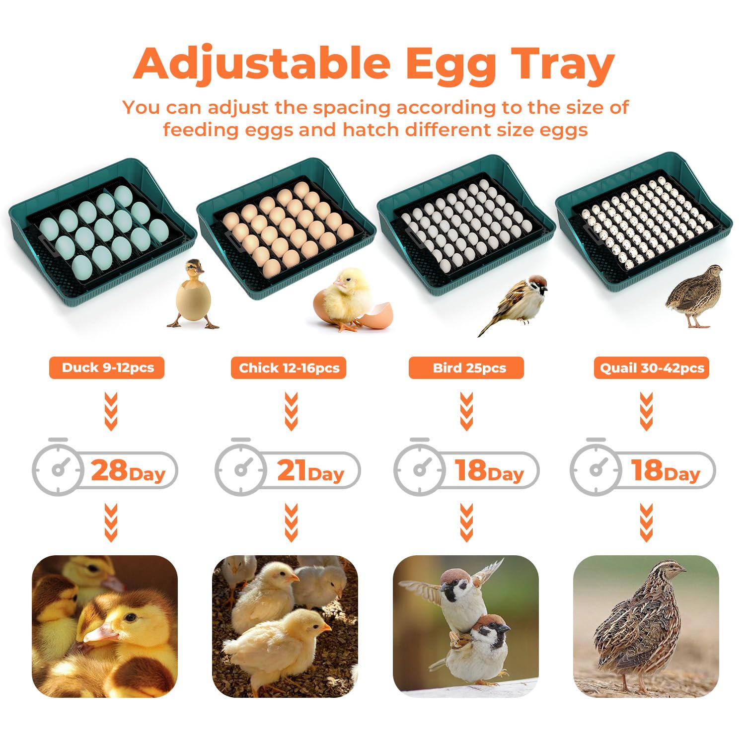 Automatic Egg Incubator for Hatching Chicken, Duck, Quail, Goose, Pigeon & Turkey Eggs - 25 Egg Capacity with Auto Turning & Humidity Control - Includes Egg Candler for Poultry Farming & Backyard Hatching Projects