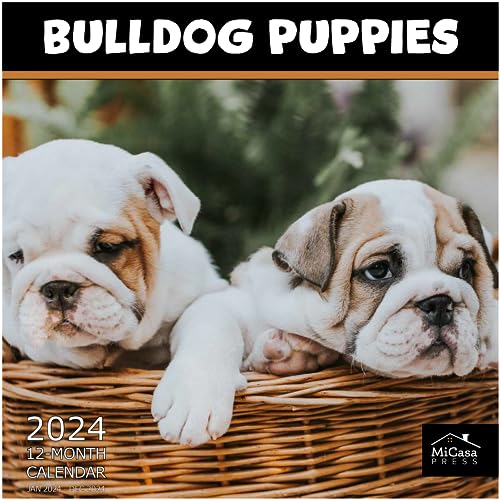 11 - Bulldog Puppies