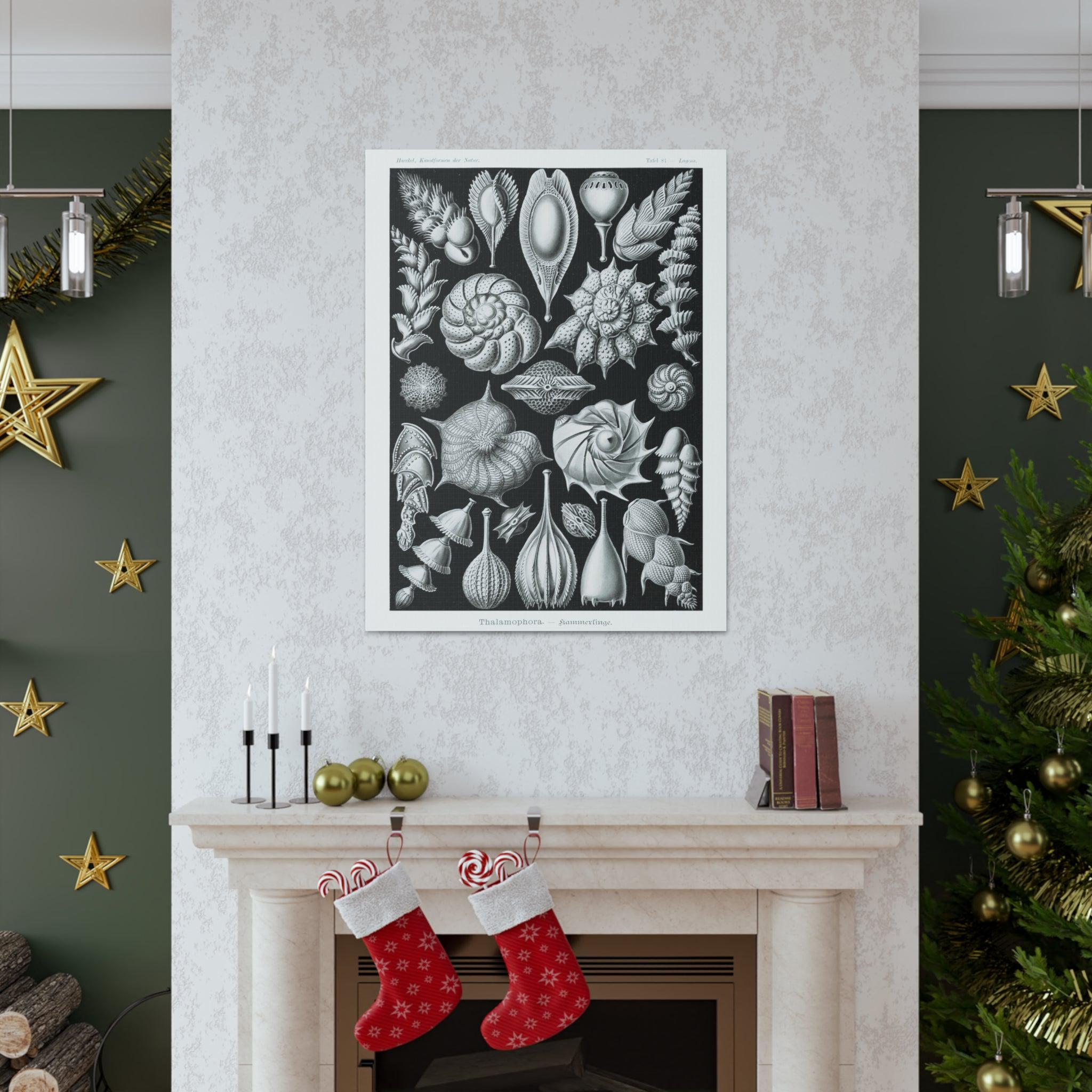 Ernst Haeckel Thalamophora Kammerlinge Art Print - Premium Canvas Wall Decor for Living Room, Bedroom & Office