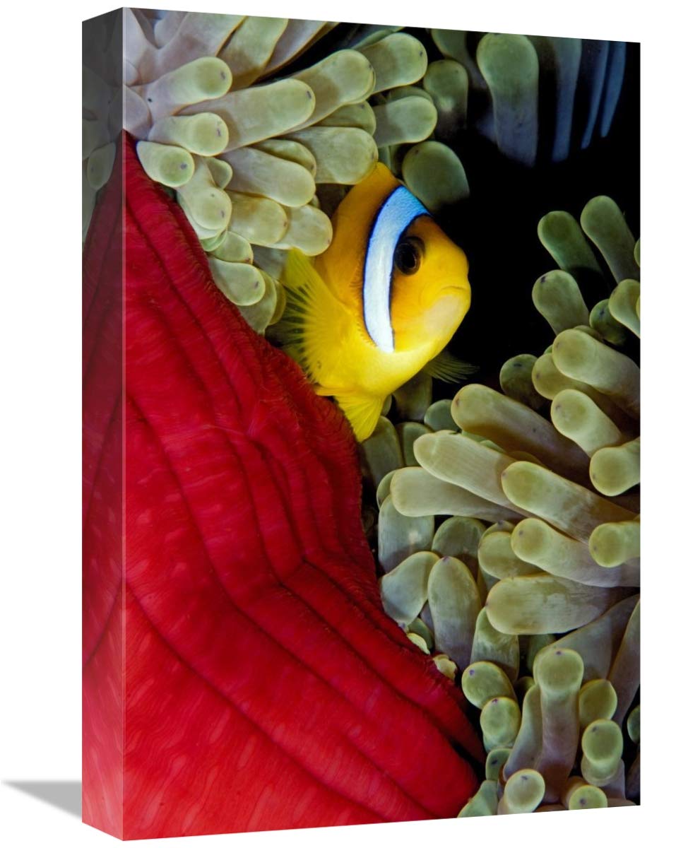 12 x 18 Inch Red Sea Anemonefish Hiding in Magnificent Sea Anemone Art Print - Egypt Marine Life Wall Decor - Perfect for Living Room, Office & Aquarium Lovers