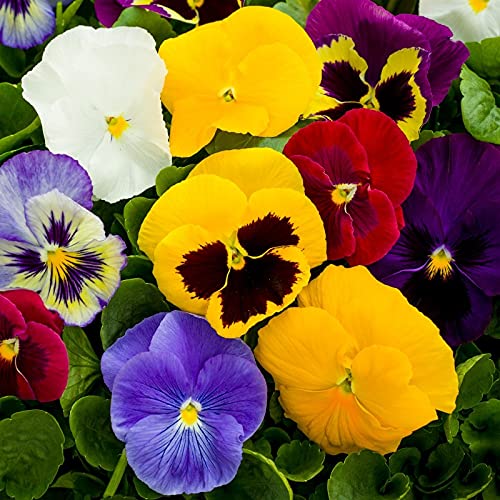Viola Swiss Mix Pansy Seeds - Non-GMO Biennial Flowers for Outdoor Garden Planting & Cutting | Perfect for Flower Beds, Borders & Container Gardening