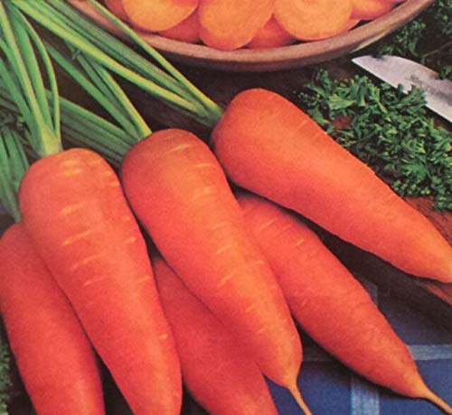 Danvers Half Long Carrot Seeds - 25+ Non-GMO Heirloom Seeds for Home Gardening & Organic Farming - Country Creek LLC - Perfect for Raised Beds, Containers & Vegetable Gardens