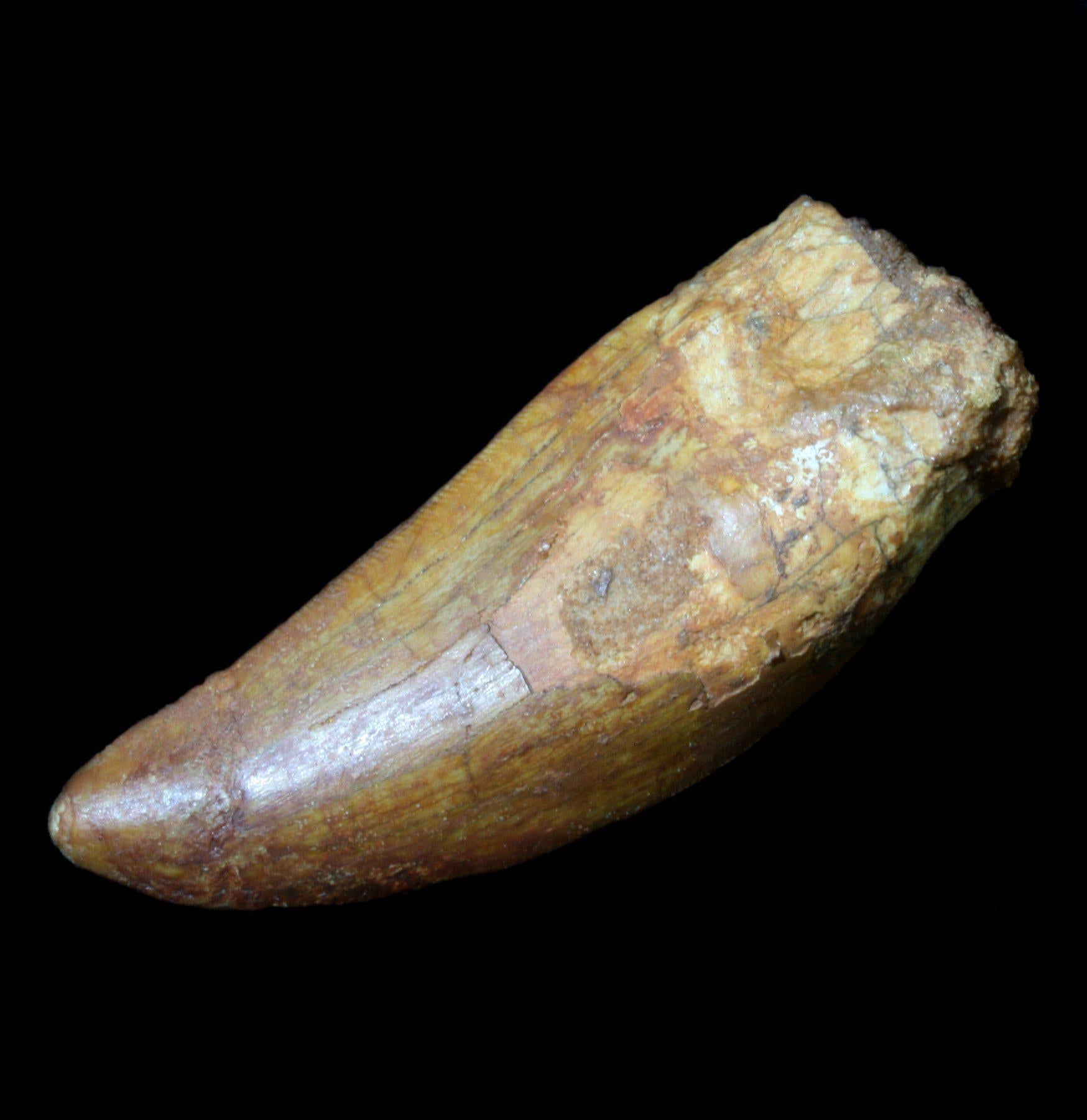 Authentic Carcharodontosaurus Dinosaur Tooth Fossil - Rare Prehistoric Collectible for Paleontology Enthusiasts & Home Decor Display