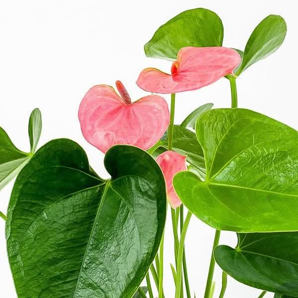 Anthurium Plant - Live Tropical Flowering Houseplant for Home & Office Decor - Perfect for Indoor Gardens, Gifts, and Wedding Centerpieces