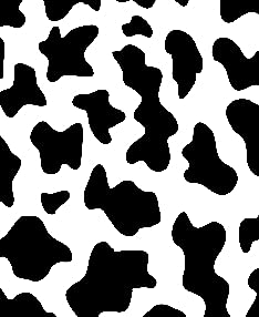 Black and White Cows Print