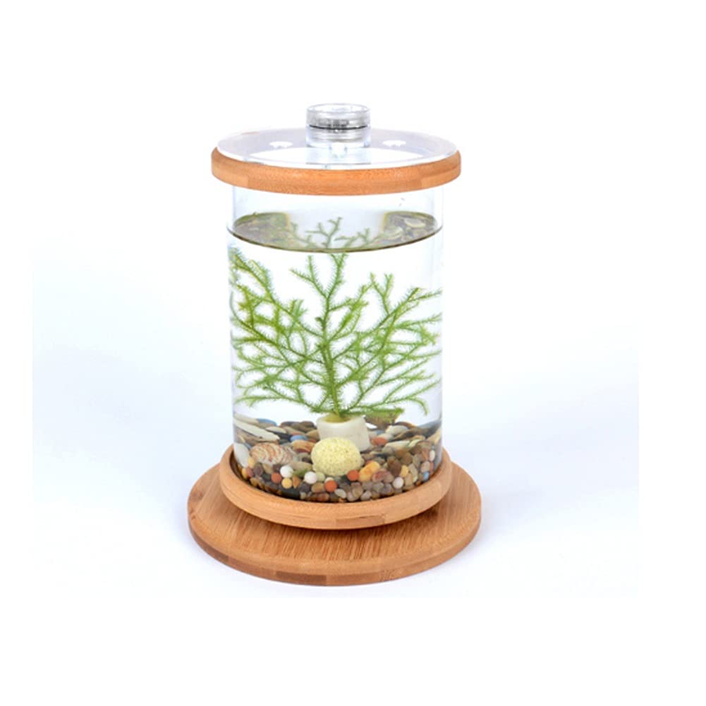 360 Degree Rotating Glass Betta Fish Tank with Bamboo Base - Mini Aquarium Decor for Home & Office - Green Plant & Light Design - Perfect for Desktop, Shelf Decor & Relaxation