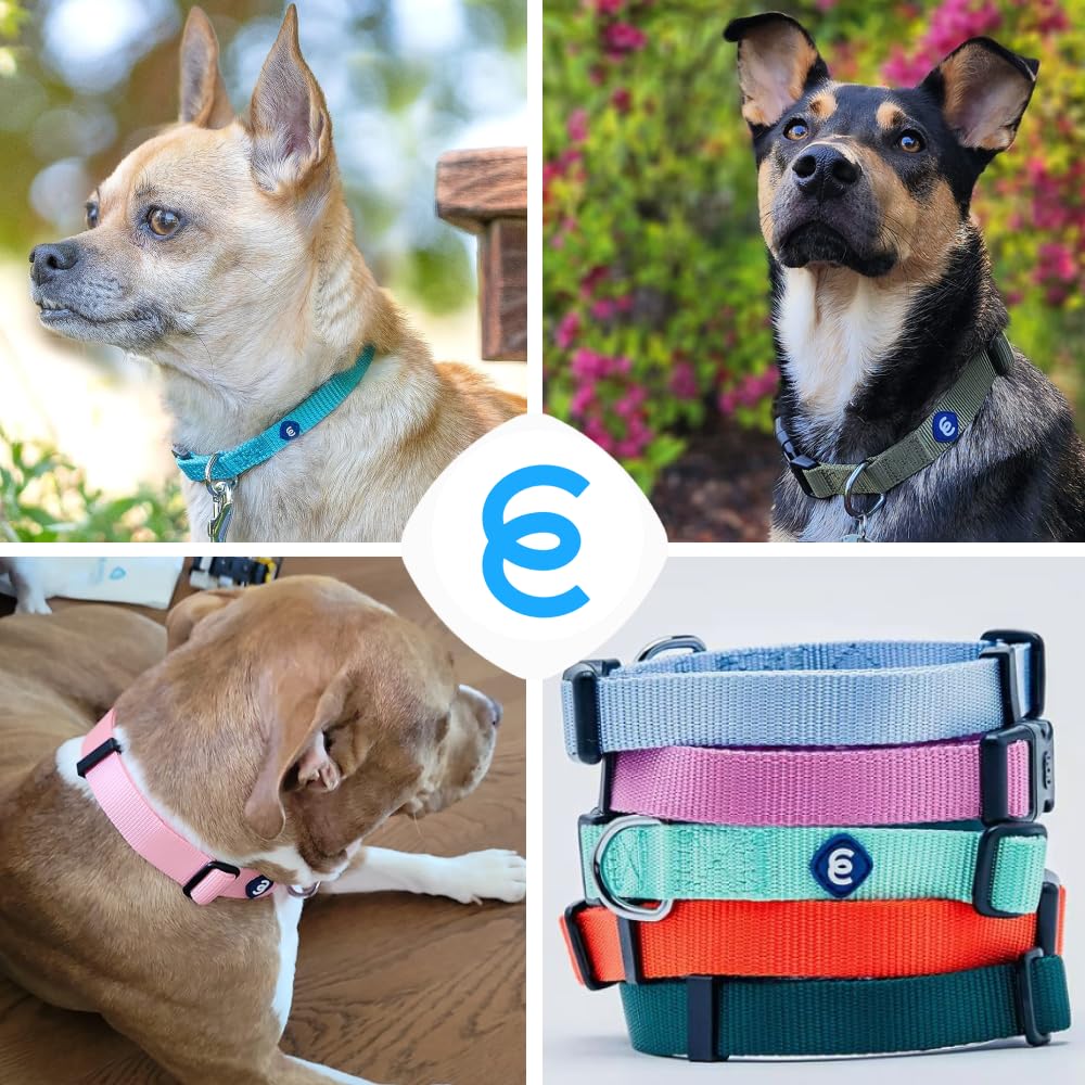 Blueberry Pet Dog Collar - Adjustable Eco-Friendly Dog Collar for Small to Medium Dogs (14.5”-20”), Rouge Red with Secure Leash Attachment - Perfect for Daily Walks, Training & Outdoor Adventures