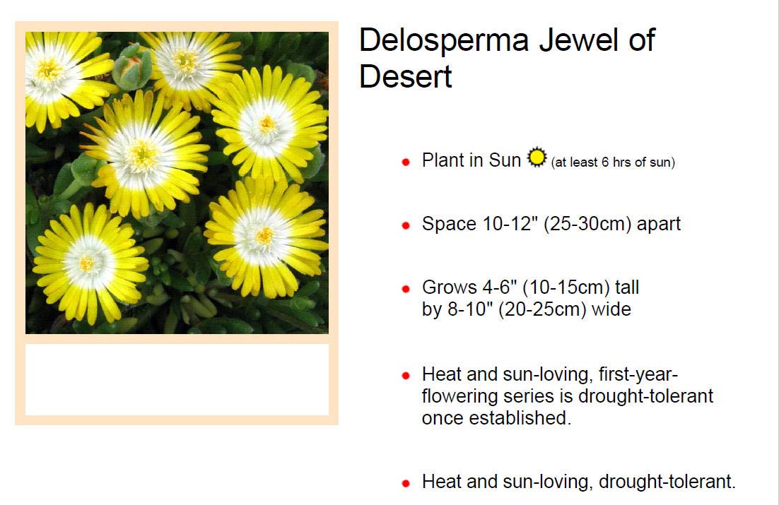 Delosperma Ice Plant - Jewel of Desert Peridot (3-Pot Set) - Drought-Tolerant Ground Cover for Rock Gardens & Xeriscaping