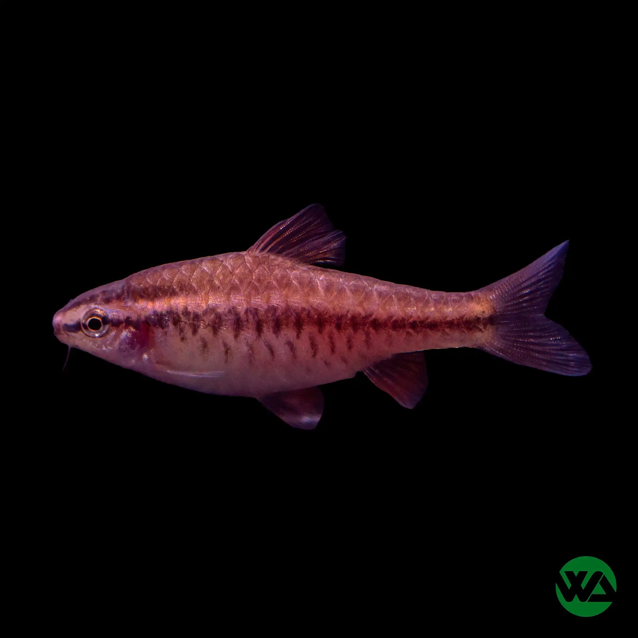 Cherry Barb Fish (Puntius titteya) - Vibrant Red Freshwater Aquarium Fish for Home & Office Tanks
