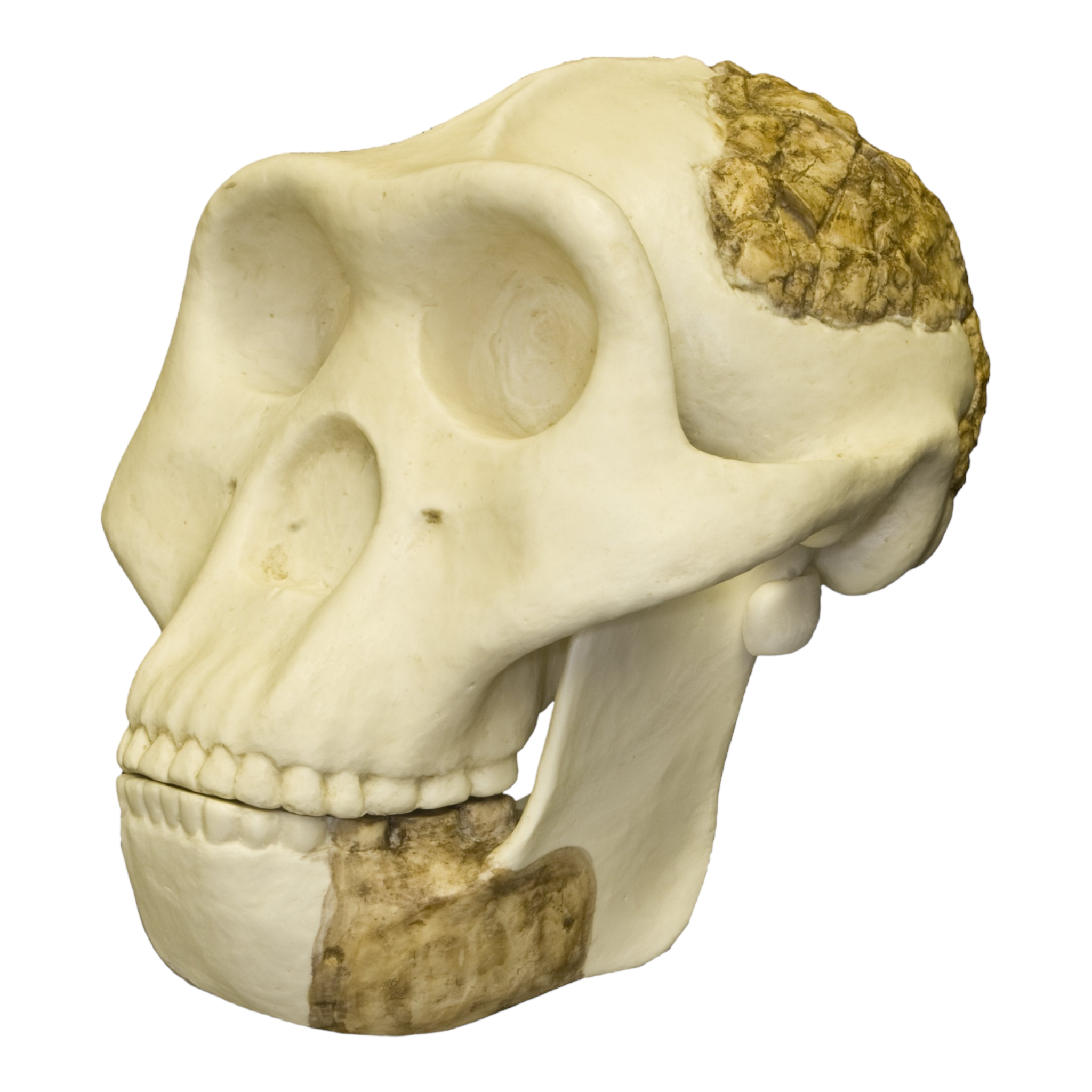Authentic Replica Meganthropus Skull - Life-Size Fossil Model for Anthropology Study, Museum Display & Home Decor - Perfect for Educational Collections & Paleontology Enthusiasts