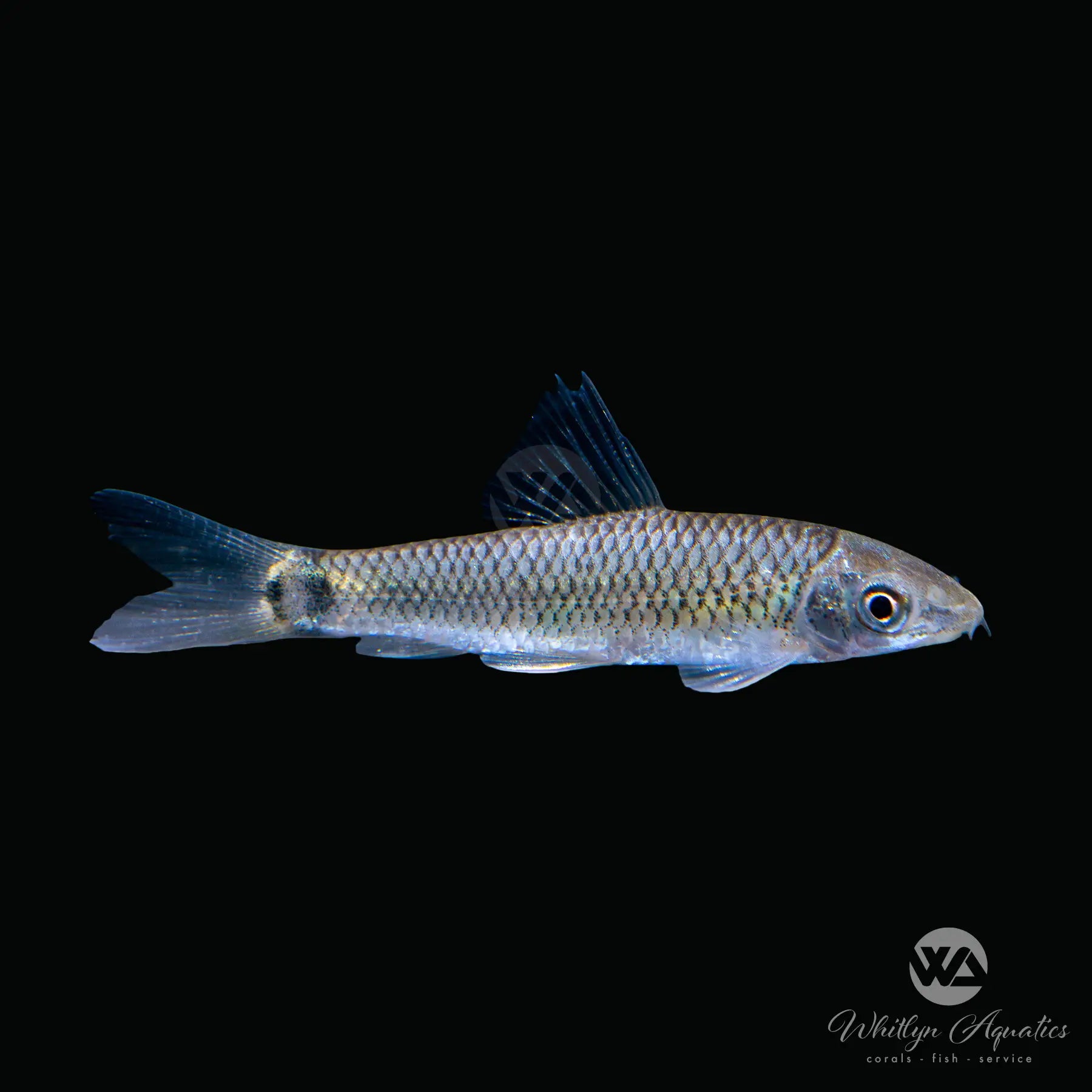 Reticulated Siamese Algae Eater Fish - Crossocheilus Reticulatus for Freshwater Aquarium Cleaning & Algae Control