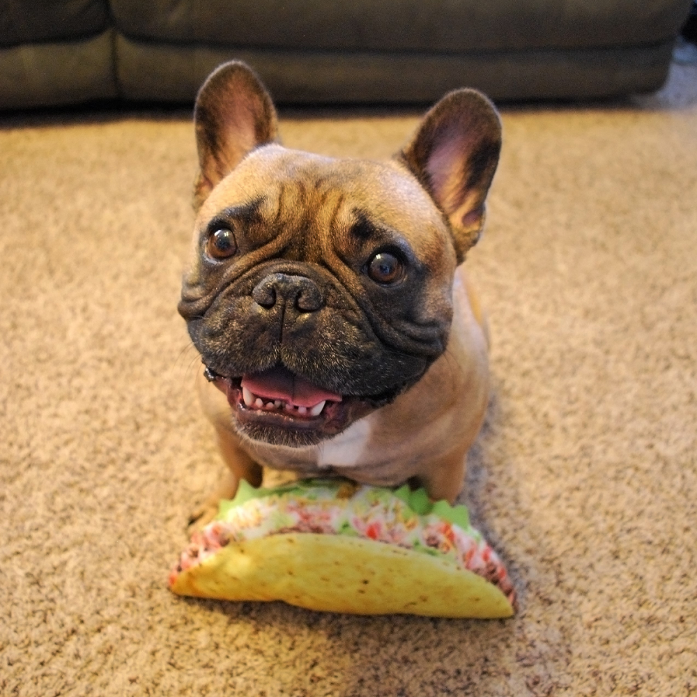Doggijuana Get the Munchies Taco - Premium Dog Treats for Training & Rewards - Perfect for Playtime & Snack Time