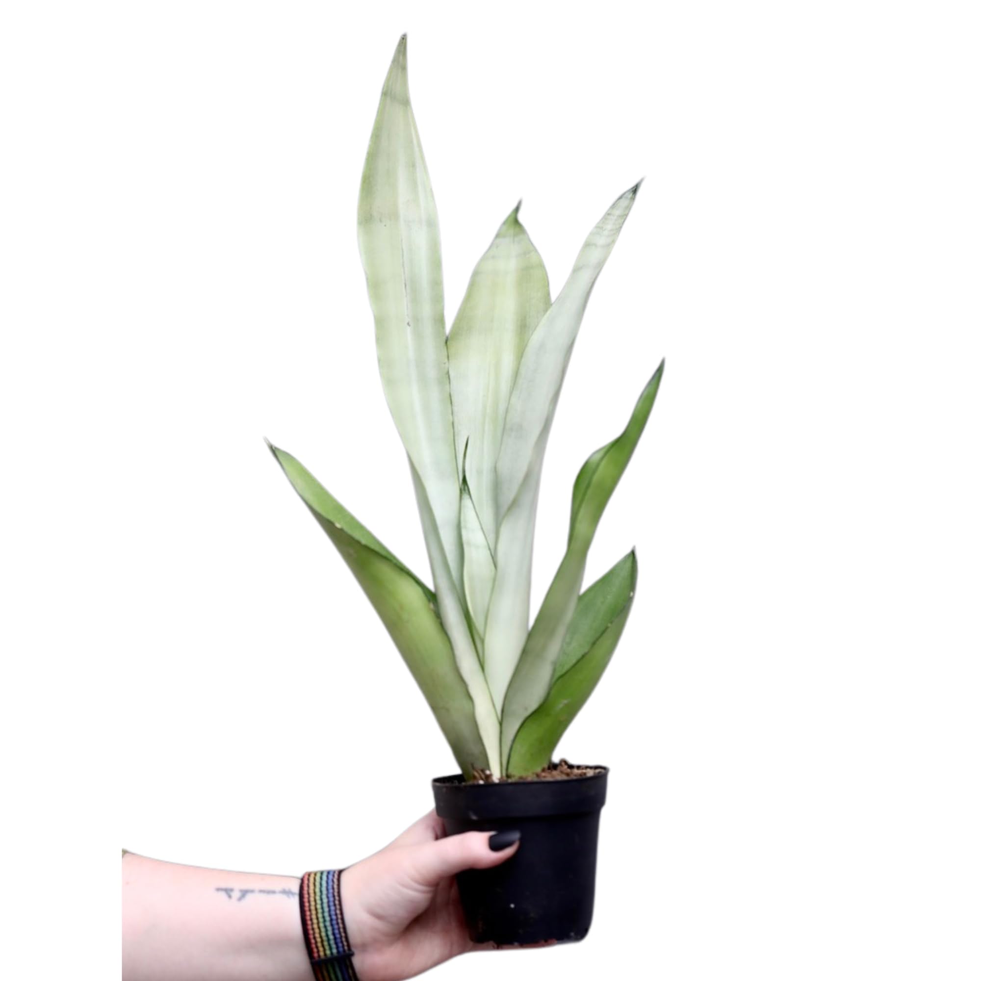 Sansevieria Masoniana (Moonshine Snake Plant) in 3