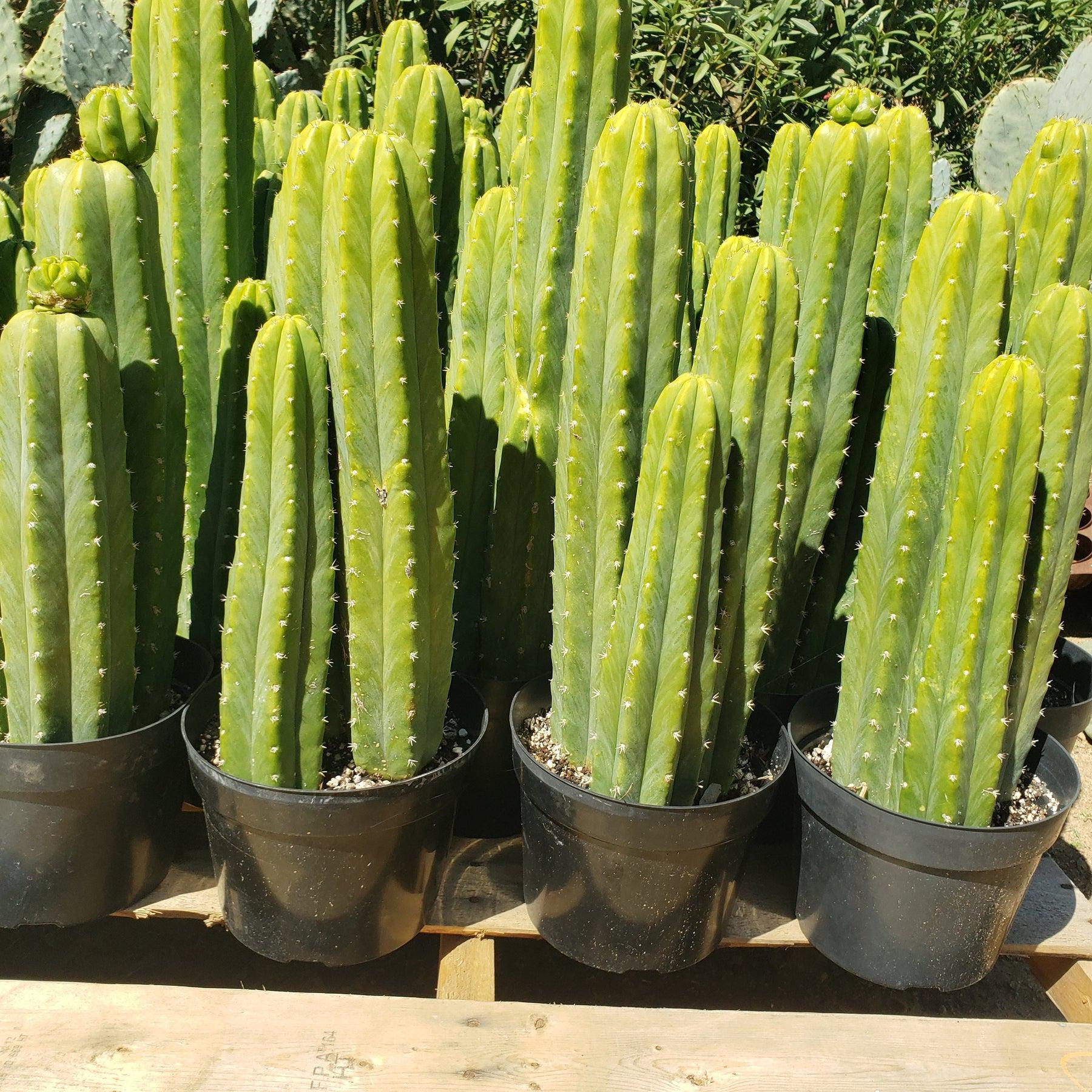 EC125 EXACT Trichocereus Pachanoi PC Cactus 25+ | San Pedro Cactus for Home Decor, Gardening & Spiritual Ceremonies