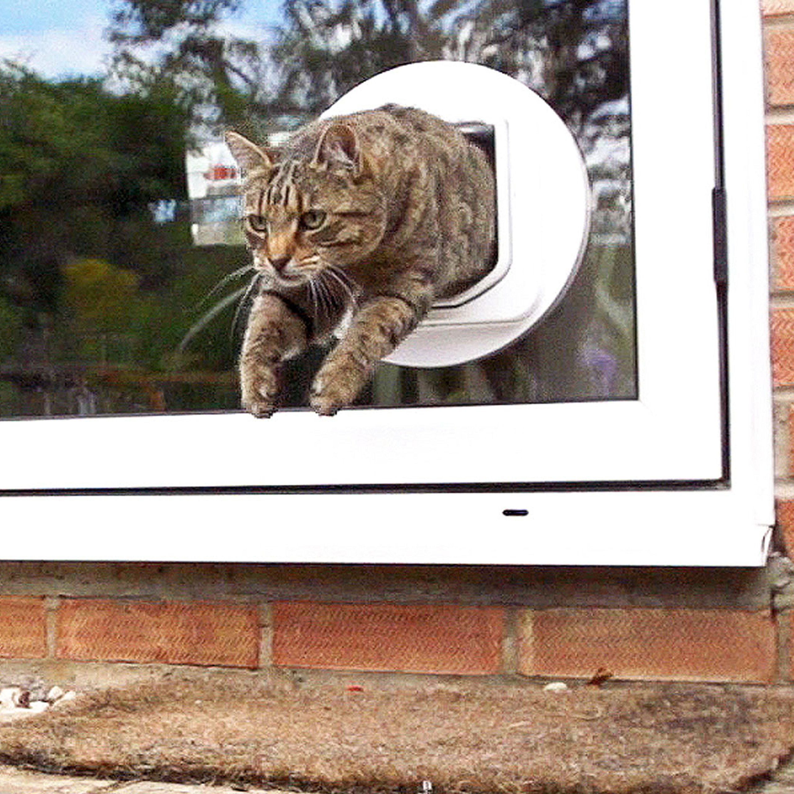 SureFlap DualScan Microchip Cat Door - 4.75