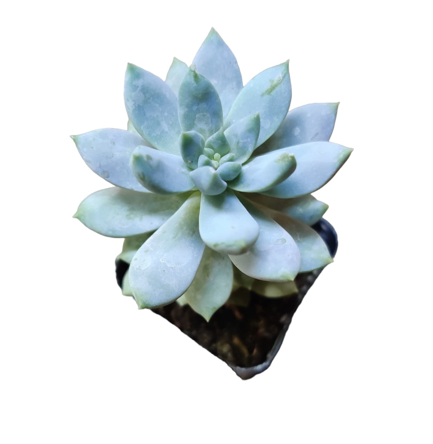 Live Succulent Plants - Sedeveria Lilac Mist in 2 Inch Pot | Indoor/Outdoor Air Purifying Plants for Home, Office & Garden Decor