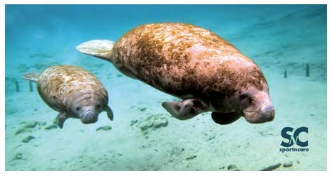 Soft Microfiber Manatee Towel - Quick Dry, Ultra Absorbent Bath & Beach Towel for Kids, Adults - Perfect for Swimming, Travel, Gym & Outdoor Activities