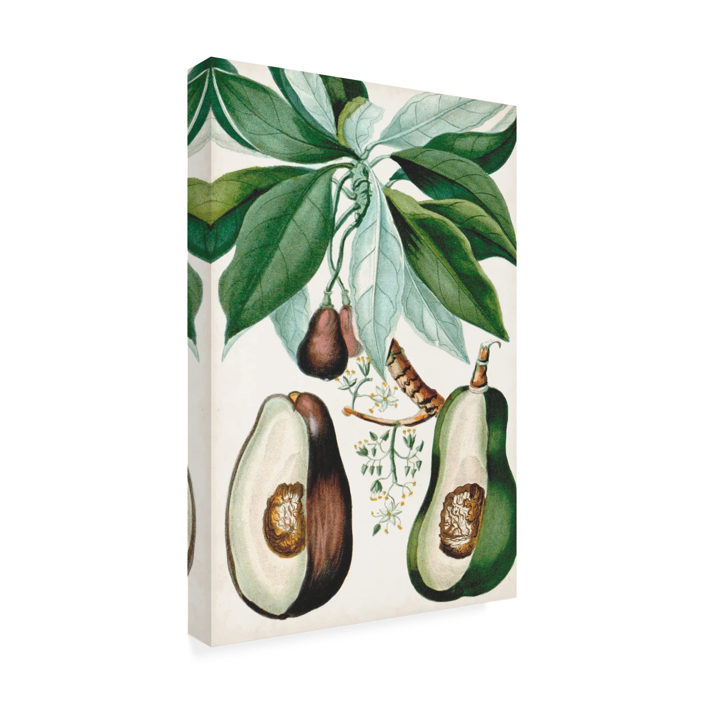 Turpin Tropical Fruit V Canvas Art Print - Vibrant Fruit Wall Decor for Kitchen, Dining Room & Home - Modern Tropical Painting by Trademark Fine Art