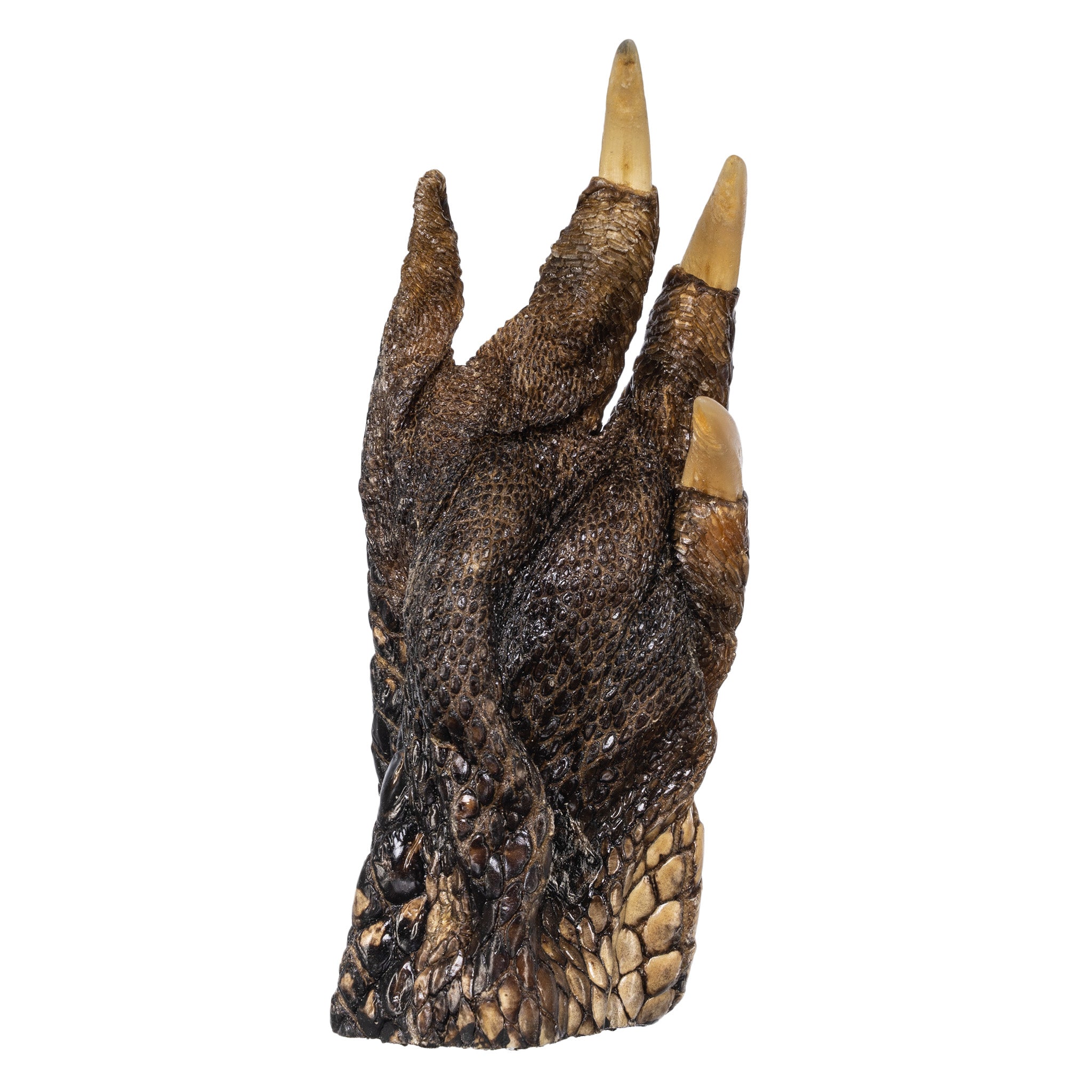 Freeze Dried Alligator Foot - Exotic Snack, Unique Gift & Novelty Item for Parties, Halloween, and Home Decor