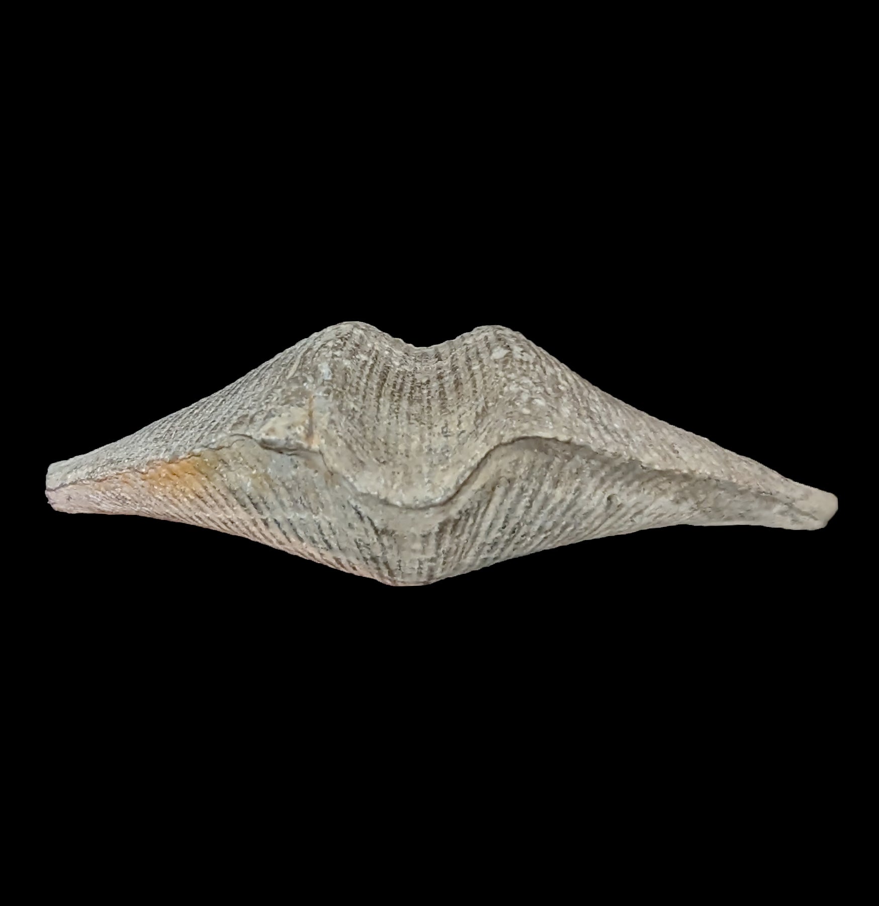 Authentic Fossilized Brachiopod - Ancient Marine Fossil Specimen for Collectors & Education | Perfect for Home Decor, Classroom Display & Paleontology Gifts